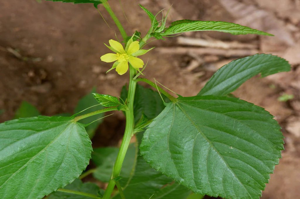 safonyameherbal's tweet photo. If you are battling with Heart burns or stomach ulcer, blend the fresh leaves of jute leaves(ewedu, ayoyo) and take 200mls first thing in the morning before breakfast, it takes just a day or two to get you relieved but continue taking for 3 weeks🍀 https://t.co/igLGgvzPW6