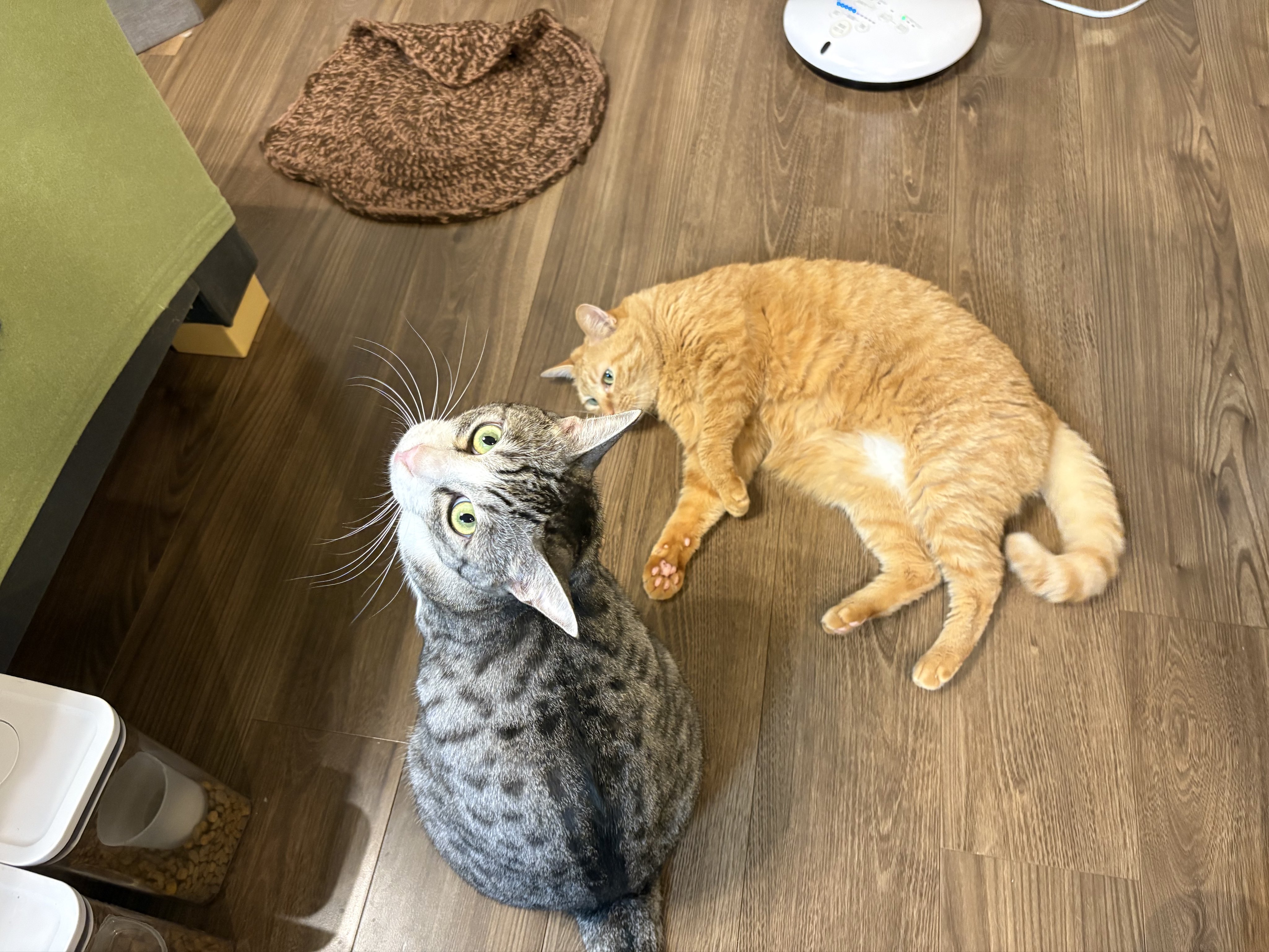 こいもちゃん🐈 (@koimo77) / X