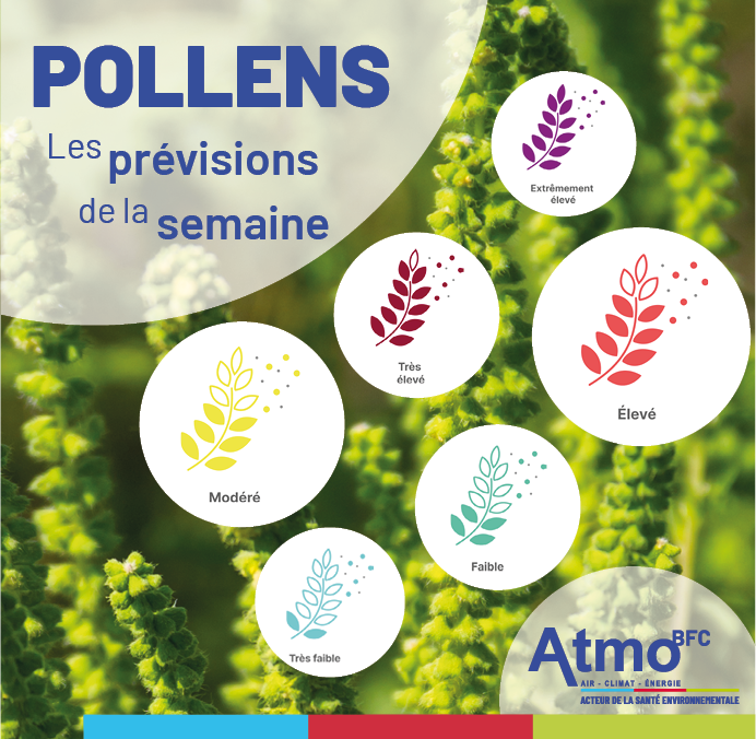 [🌿PRÉVISIONS POLLENS DE LA SEMAINE🌿]
La saison des pollens entre dans sa dernière ligne droite. L'ambroisie a perdu du terrain avec les conditions météorologiques perturbées. Cependant, la douceur annoncée pourrait voir un dernier regain afin la fin de la saison pollinique !