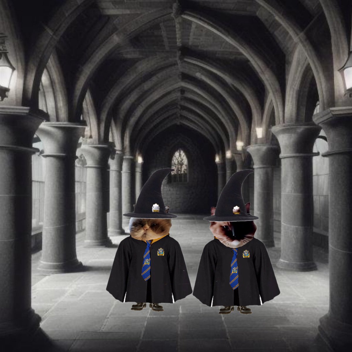 GOOSE HONK #mogwarts please welcome two new students who will be joining Flooflepoof this year. Oscar and Walter William <a href="/CatWome96887351/">Cat Woman</a>  No doubt there will be a welcome party in the Flooflepoof common room🙀Professor Madeye 🐈‍⬛👁️🐾👜 <a href="/JellyOzzy/">Ozzy & Angel Jelly 🌈 🐾</a>