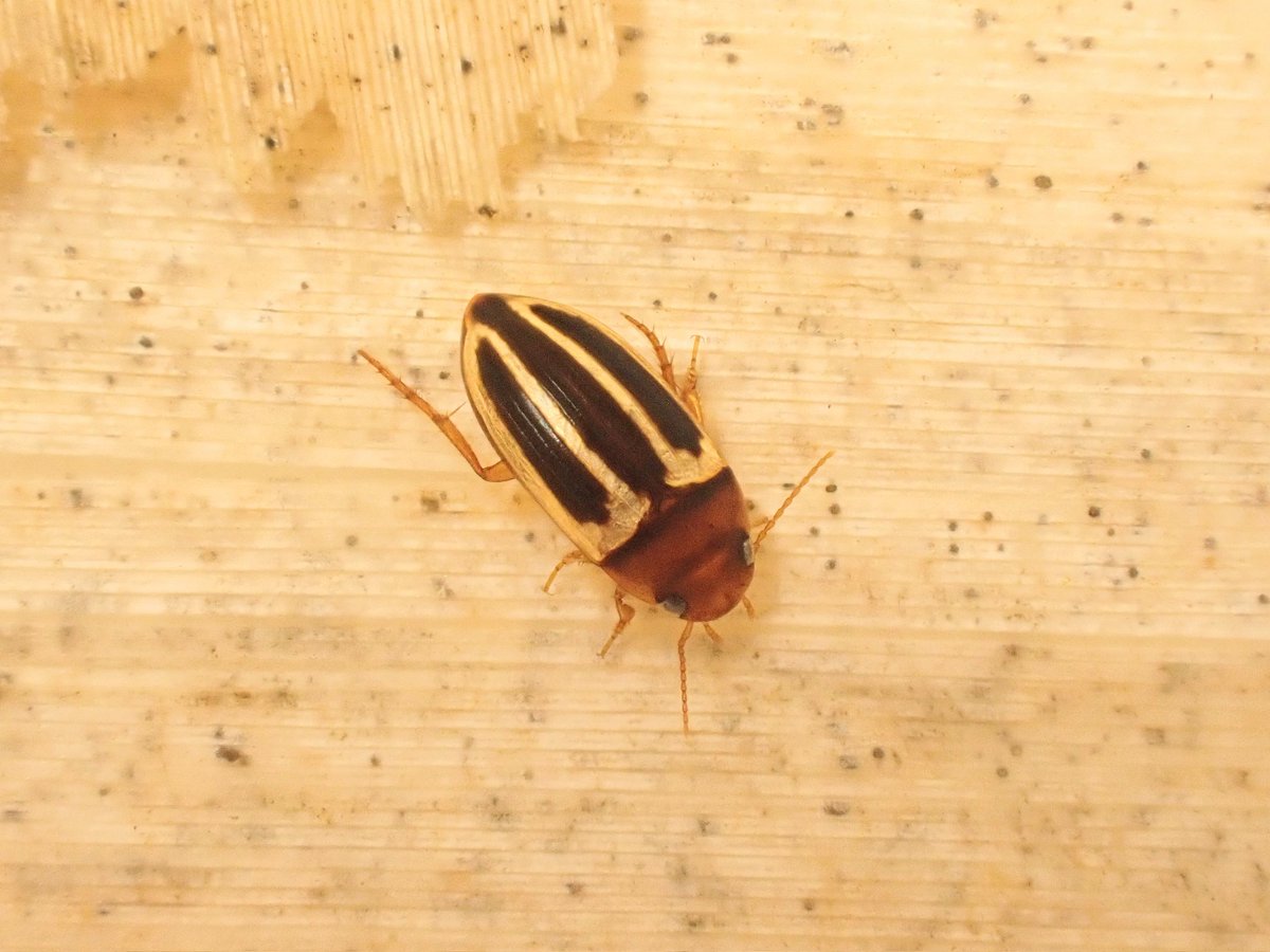 トダセスジゲンゴロウ
綺麗すぎて網に入ったとき少し笑った。コセスジよりは上手に泳ぐ印象。