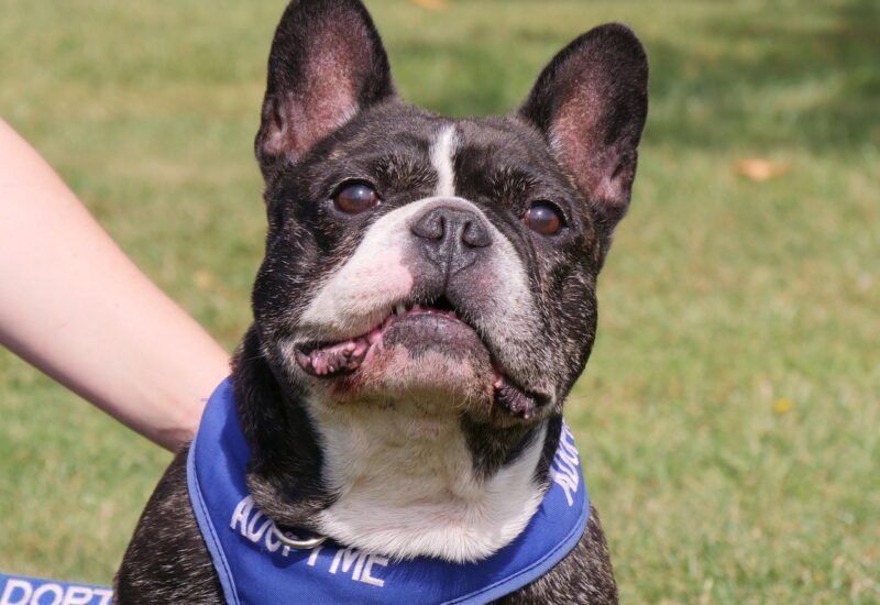 RSPCA Radcliffe tweet media