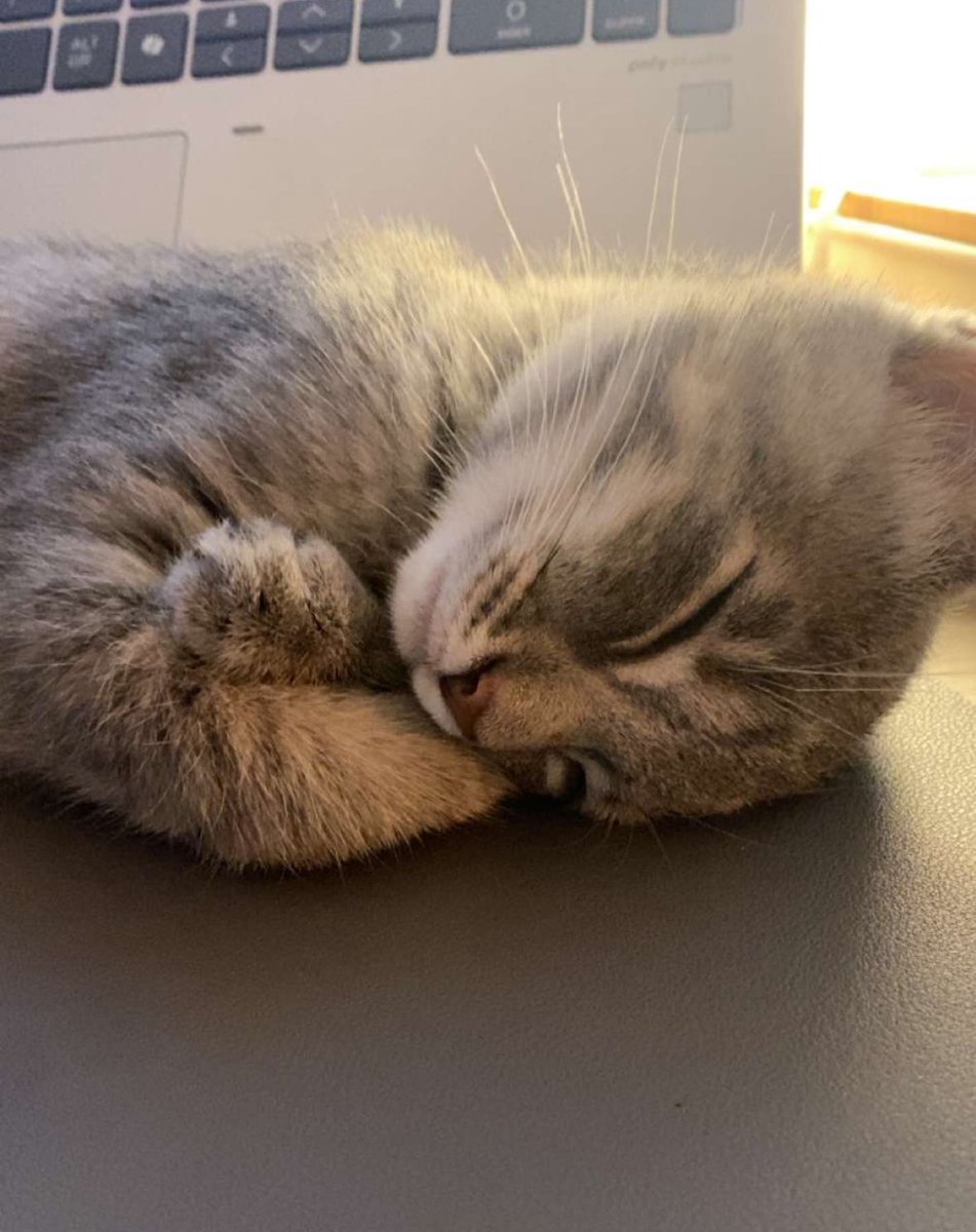 Nicolasdeg_'s tweet photo. Le cat https://t.co/7JvO1EucKC