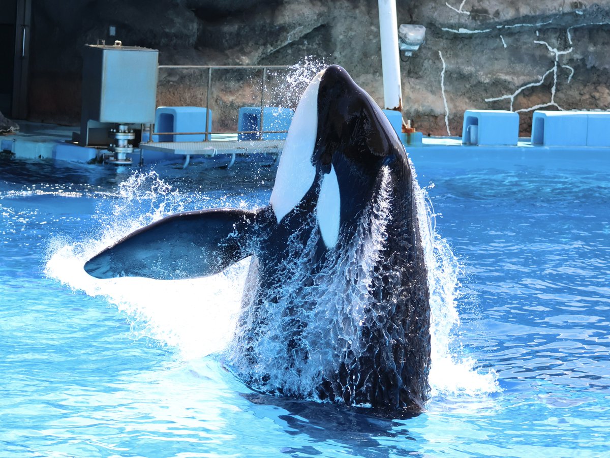 orfe_orca's tweet image. 名古屋港水族館
シャチのアースくん

2025.04.29撮影

#名古屋港水族館
#シャチ
#アース