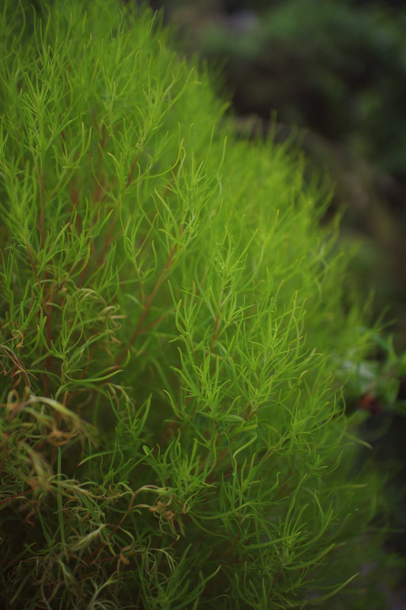 MAGICANT496's tweet photo. 青+黄
#Canon #EOSM2 #22mmF2
#photography https://t.co/ngSblxnW7O
