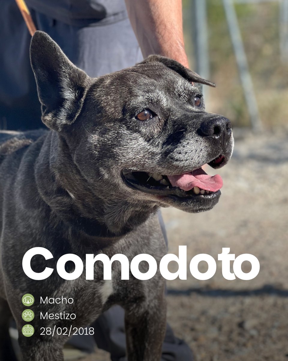SosAbuelos1's tweet photo. #Zaragoza
Este precioso peludín atigrado de solo 7 años es #COMODOTO y busca hogar.
Es un perro tranquilo, que necesita una familia con la que compartir paseos, rutinas y muchos momentos de cariño
¿Quieres adoptarlo??
Contacto; 976 72 62 72 (L-S de 10:30 a 13 h) // centroproteccionanimal@zaragoza.es
🔗 𝐅𝐢𝐜𝐡𝐚: https://t.co/rSGNsmHRPK