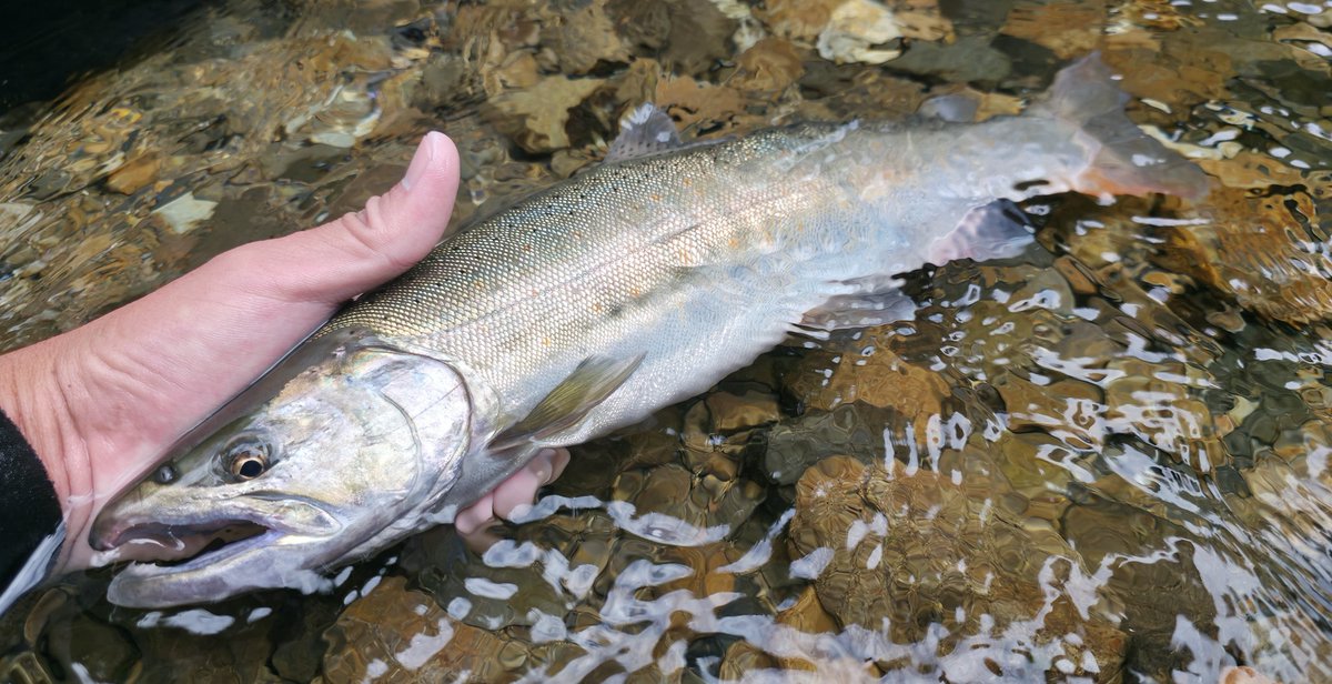 タナゴb エビモンゴ ナイロンプラグ MP-B | アンカー・プラグ | ファスナー