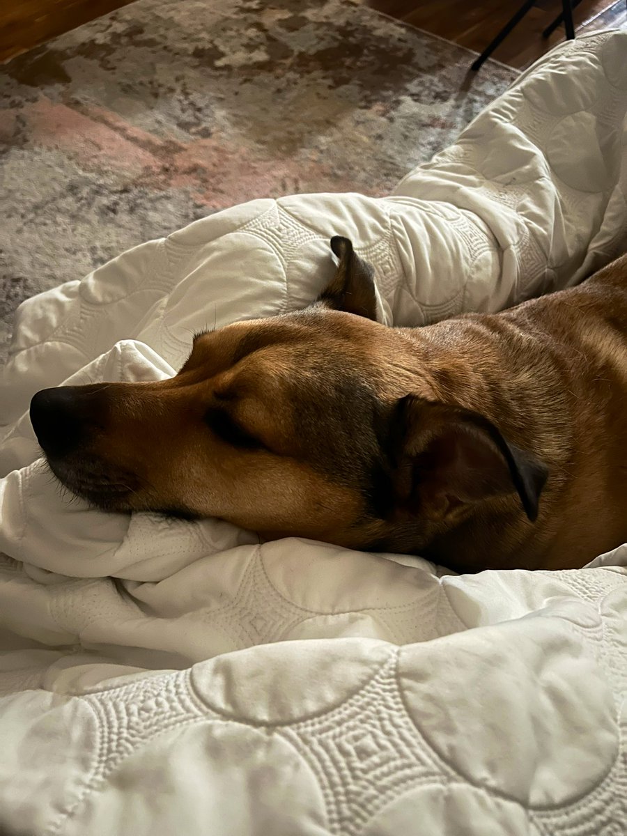 BEEORWUDDEVA's tweet photo. sorry I was late, my dog wouldn’t get off of me and I didn’t wanna disturb her. https://t.co/KYuCBg4NfL