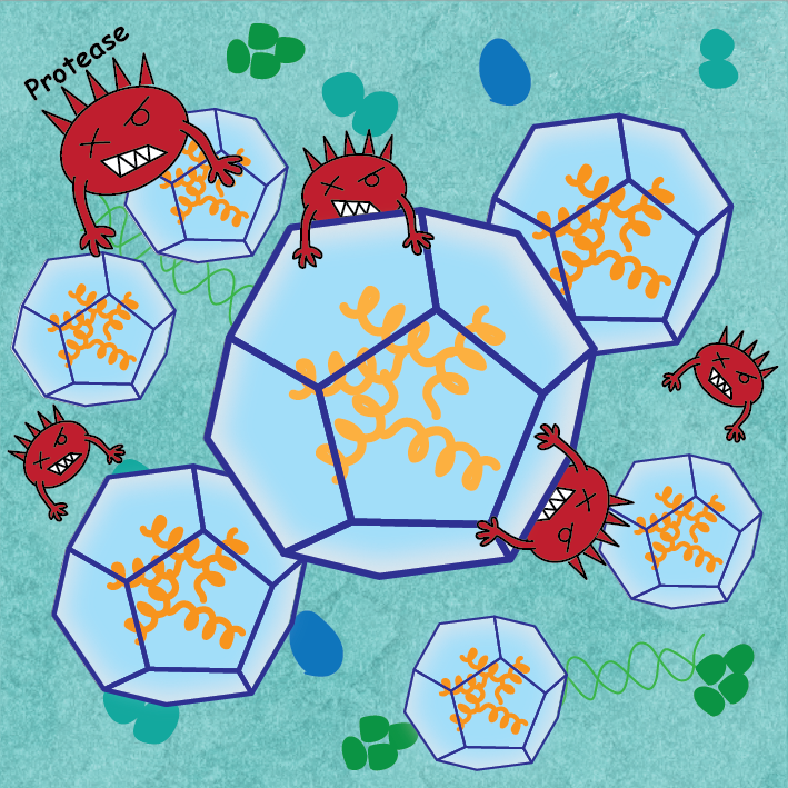 MCB_UJ's tweet photo. #newpaper
@GroupAzuma  created a protein cage that safely produces therapeutic peptides like lixisenatide inside bacteria ✅ fully active, ✅ cost-effective, ✅ scalable. Congrats!
Full text: https://t.co/uj7YwdbLzr
Press release: https://t.co/D1uClc9cOH
@JagiellonskiUni https://t.co/Jil7XQX1cu