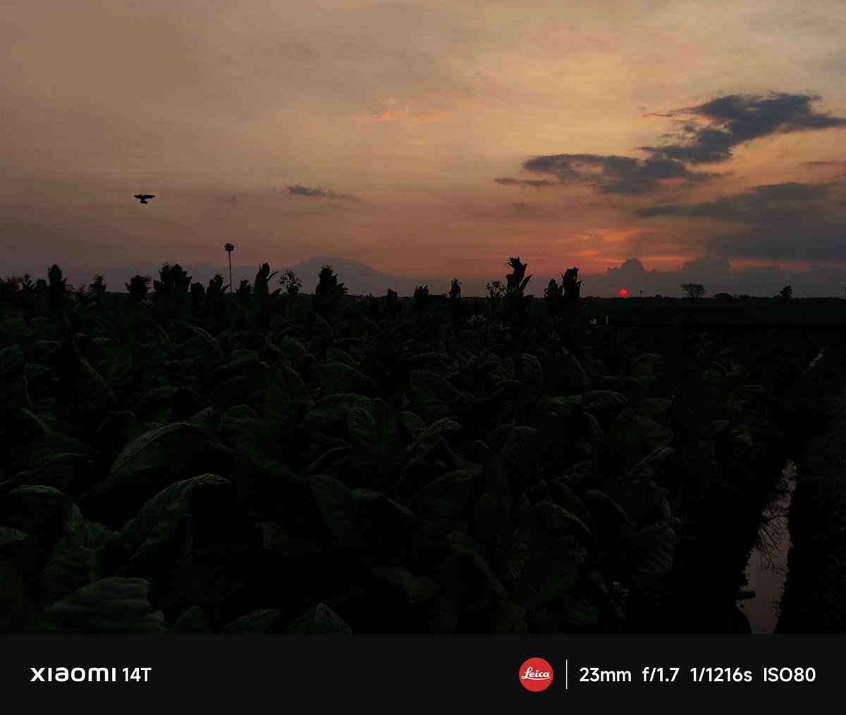 rahadenlb's tweet photo. #nature #NaturePhotography #photography #landscape #Android #Xiaomi #Xiaomi14T #green #sunset https://t.co/N7pQ6tTYQ6