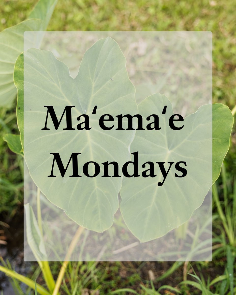 On O'ahu, discover the culture behind the food. Taste poi, a revered staple made from kalo (taro), with an open mind and heart. #VisitOahu #HawaiianCulture