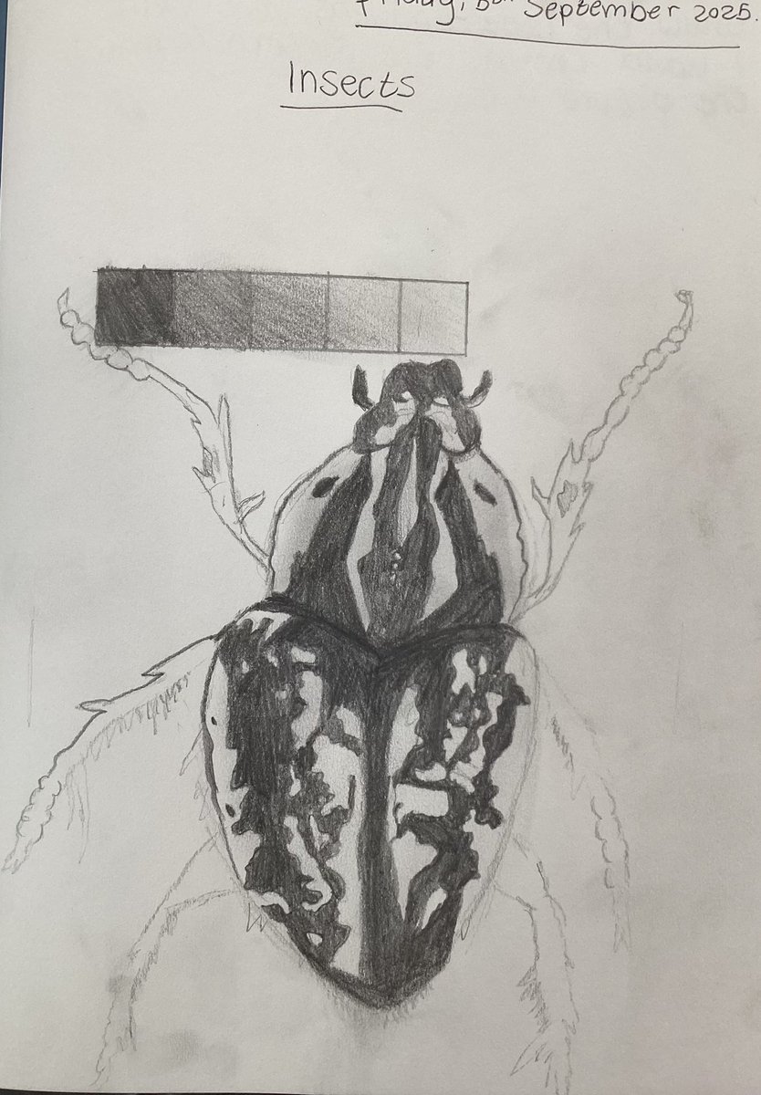 8D insects looking fabulous! Students focused on tonal graduation before applying it to an observational study. So impressed with the outcomes! 🤩

<a href="/IbstockSchool/">Ibstock School</a>