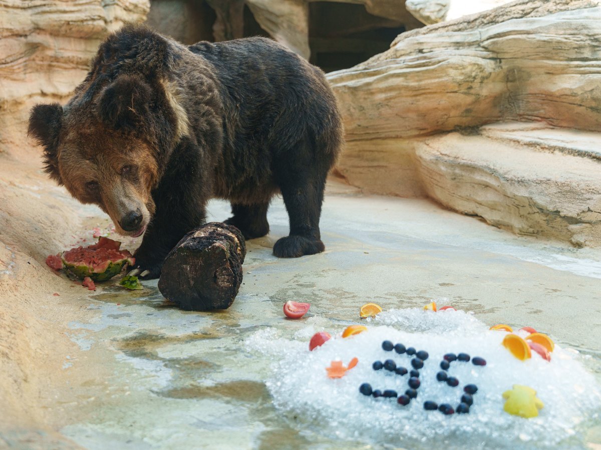 マーちゃん🐻のご長寿イベント🎂
案の定？！🍉を咥えていつもの場所でお召し上がりでしたが、元気なお姿を見ることができ良かったです✨
まだまだ長生きしてね🙌
