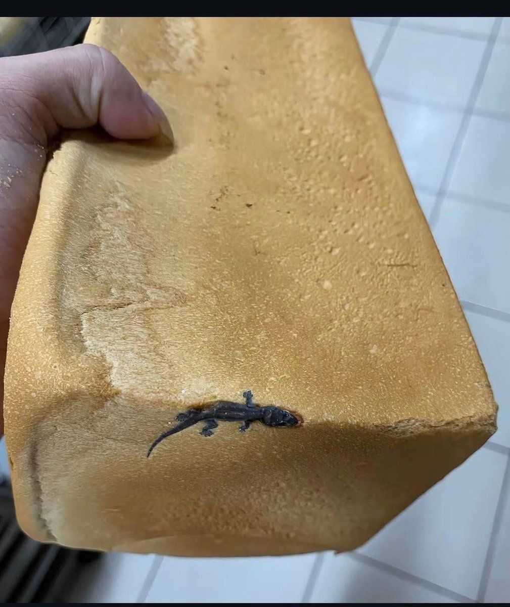 Lacoste is now making bread ?🍞