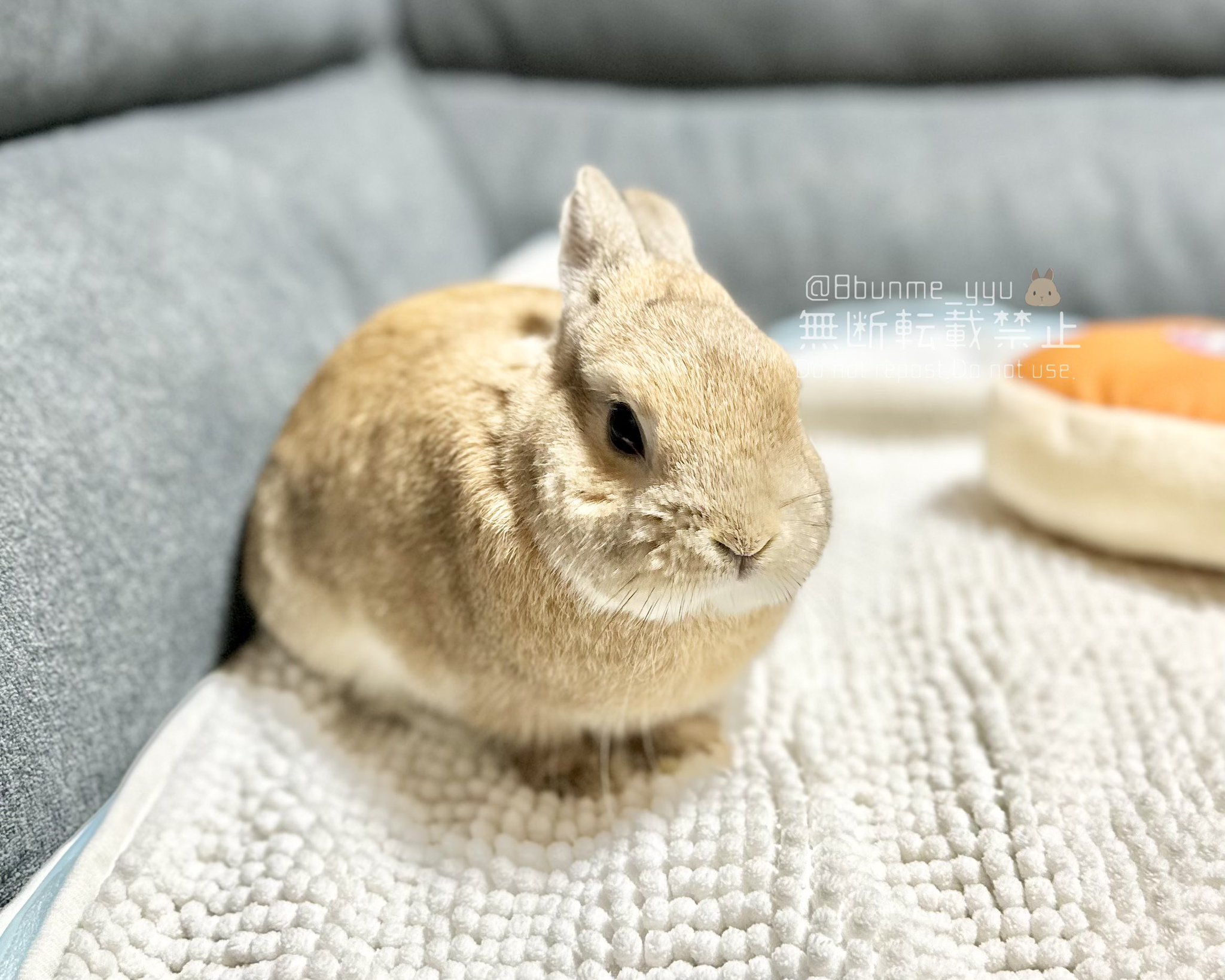 うさぎのうい🐰 on X: 