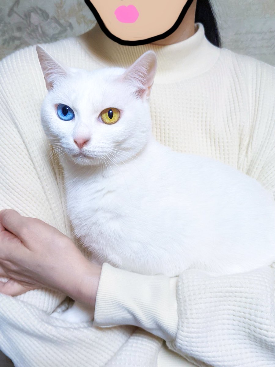 猫 Ciaobot（チャオボット）キャットホイール 猫 ランニング