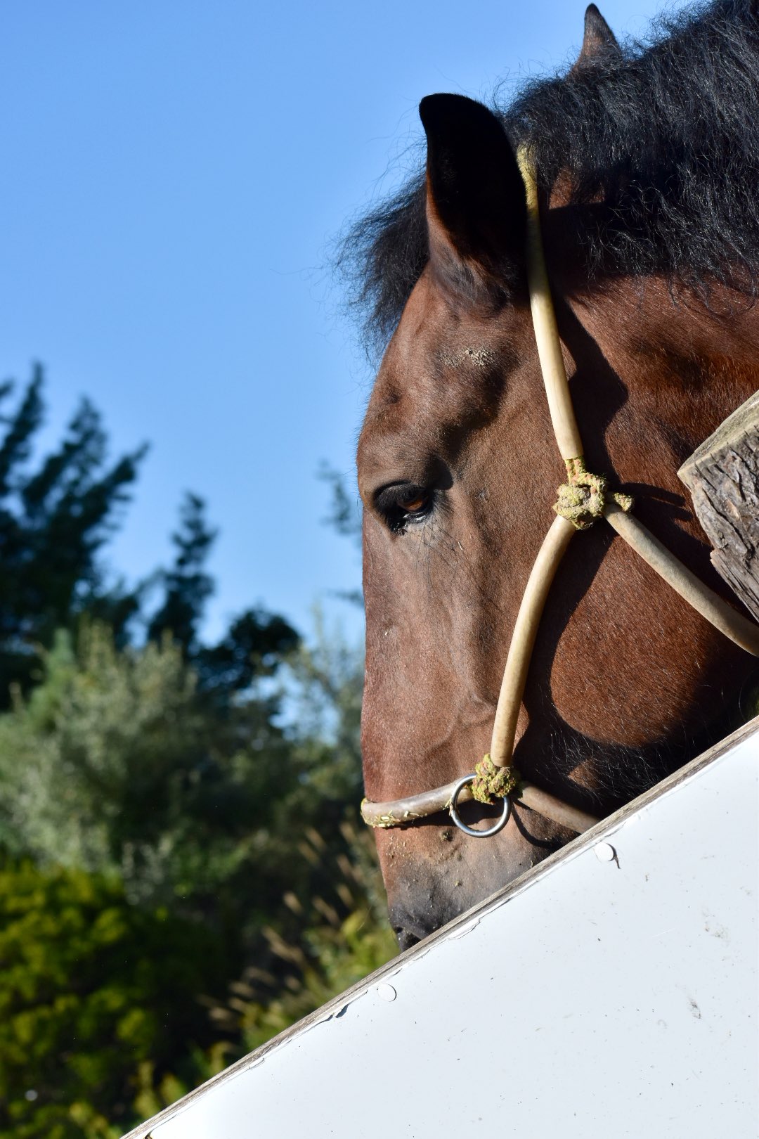 ラリックの￼カザック￼￼いななく馬￼ ラリックの￼カザック￼￼いななく馬￼ ラリックの￼カザック