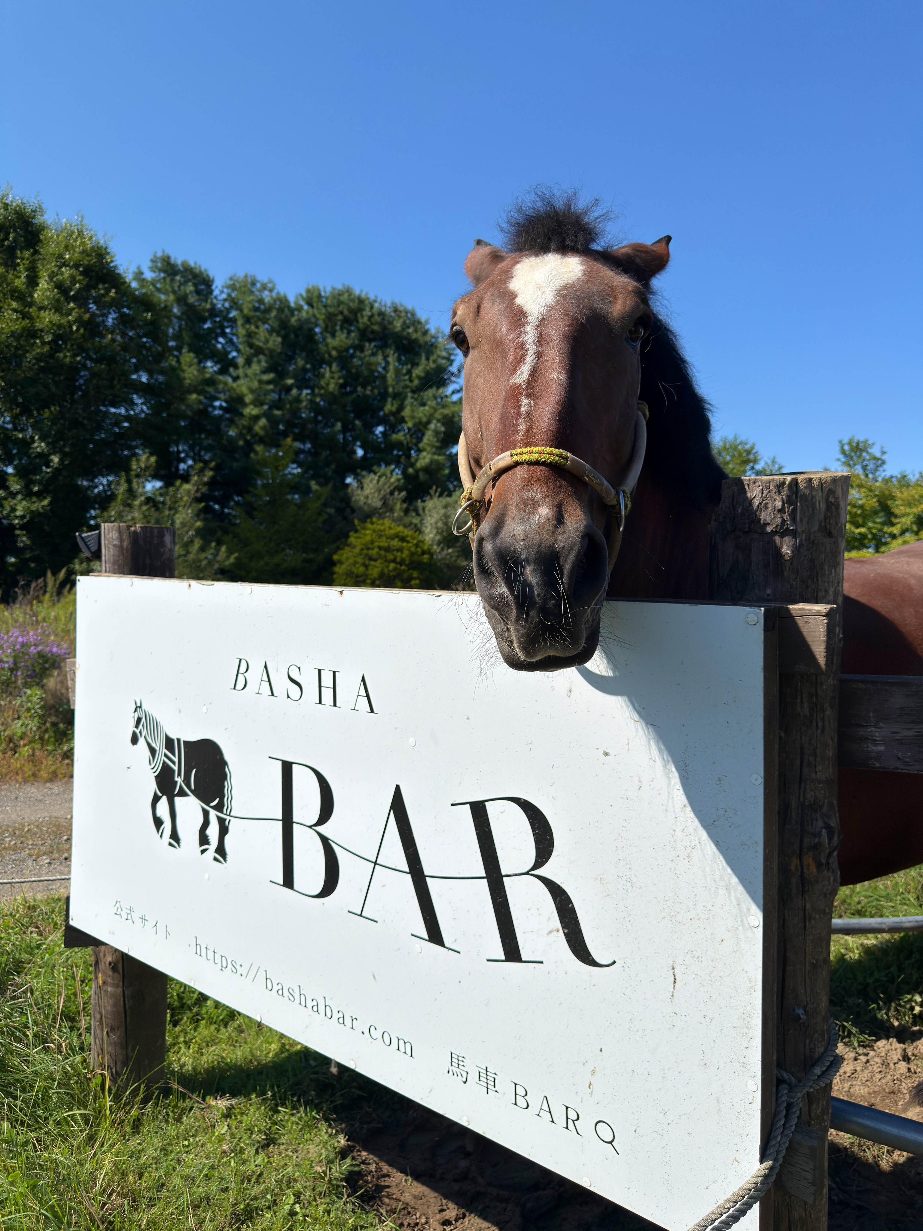 ラリックの￼カザック￼￼いななく馬￼ ラリックの￼カザック￼￼いななく馬￼ ラリックの￼カザック