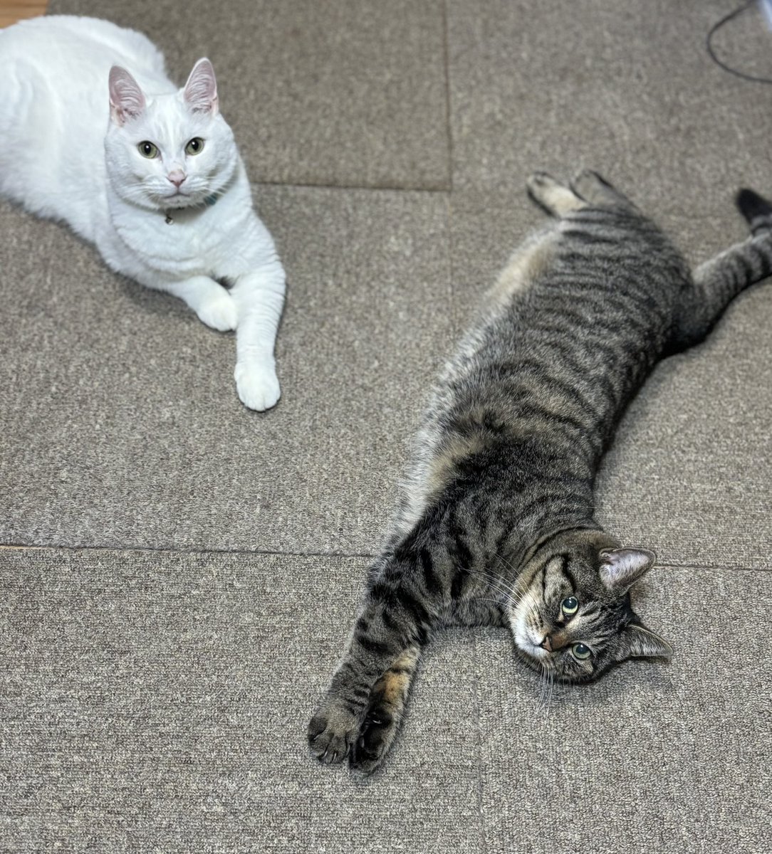 ゆったりまったりゴロゴロしている猫達(◦ˉ ˘ ˉ◦)
猫になりたい( ¯꒳¯ )ᐝ

 #猫のいる幸せ 
 #猫のいる生活  
 #猫好きさんと繫がりたい