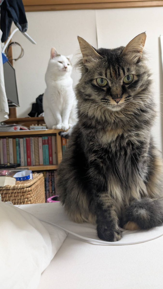 privateeye_pet's tweet photo. 【迷子猫探してます‼️】

神奈川県秦野市鶴巻付近にて

9月15日から行方不明になりました💦

目撃した方はリプライやDMをいただけますと幸いです🙇‍♂️

名前：あずき
性別：メス（避妊済）
年齢：2歳10ヶ月
特徴：茶と黒のmix
　　　長毛
　　　左前足にベージュのソックス

#迷子猫 #猫 #迷い猫 #神奈川県 #秦野市 #鶴巻  #拡散希望 #迷子ペットを守りたい