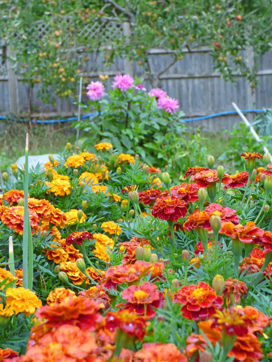 The Sheiling Ringwood tweet media