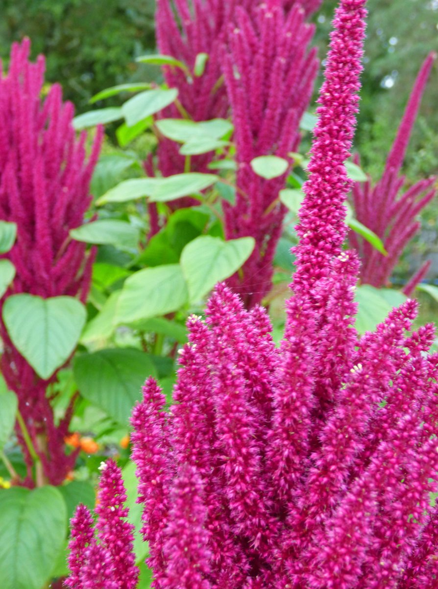 The Sheiling Ringwood tweet media