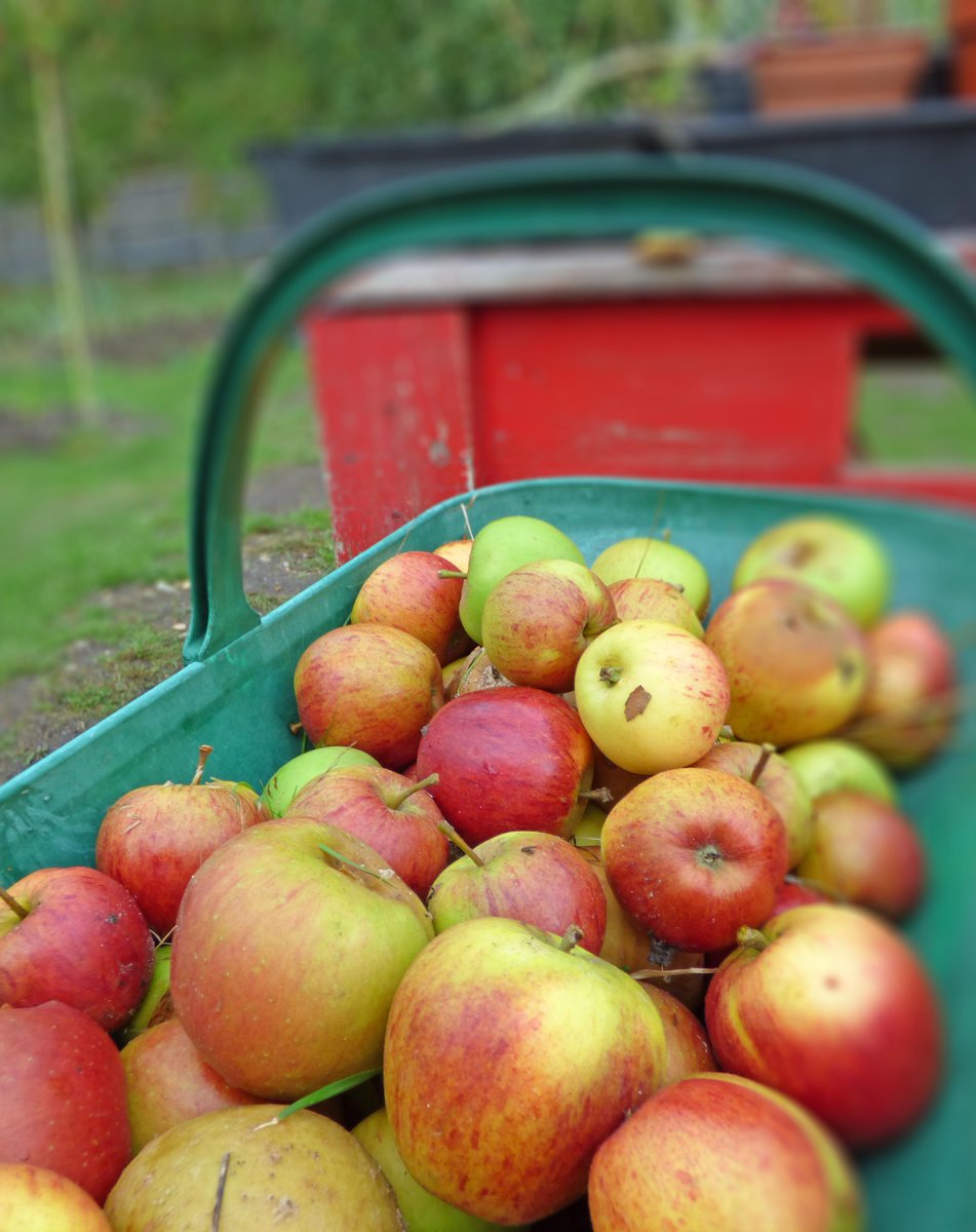 The Sheiling Ringwood tweet media