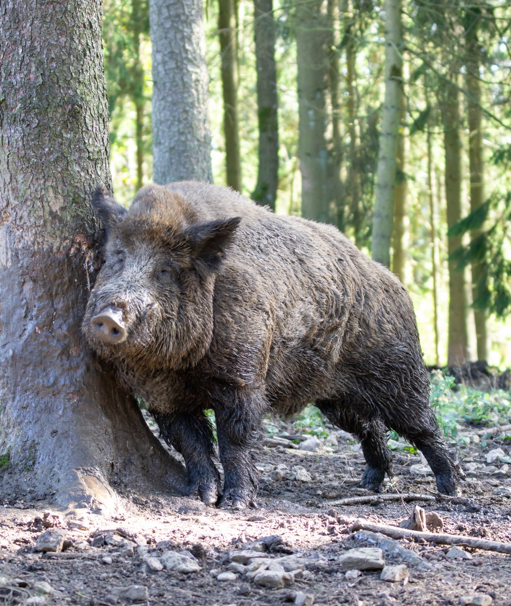 ungemeve's tweet image. Nach den vergangenen Wochen in diesem Social Media Zirkus habe ich aus aktuellem Anlass das Bedürfnis, etwas möglichst unmissverständlich klarzustellen:
 
Meine höchste Priorität sind Fakten.
 
Ich bin empirisch-wissenschaftlich ausgebildet und so denke ich auch.
Um Ricky Gervais…