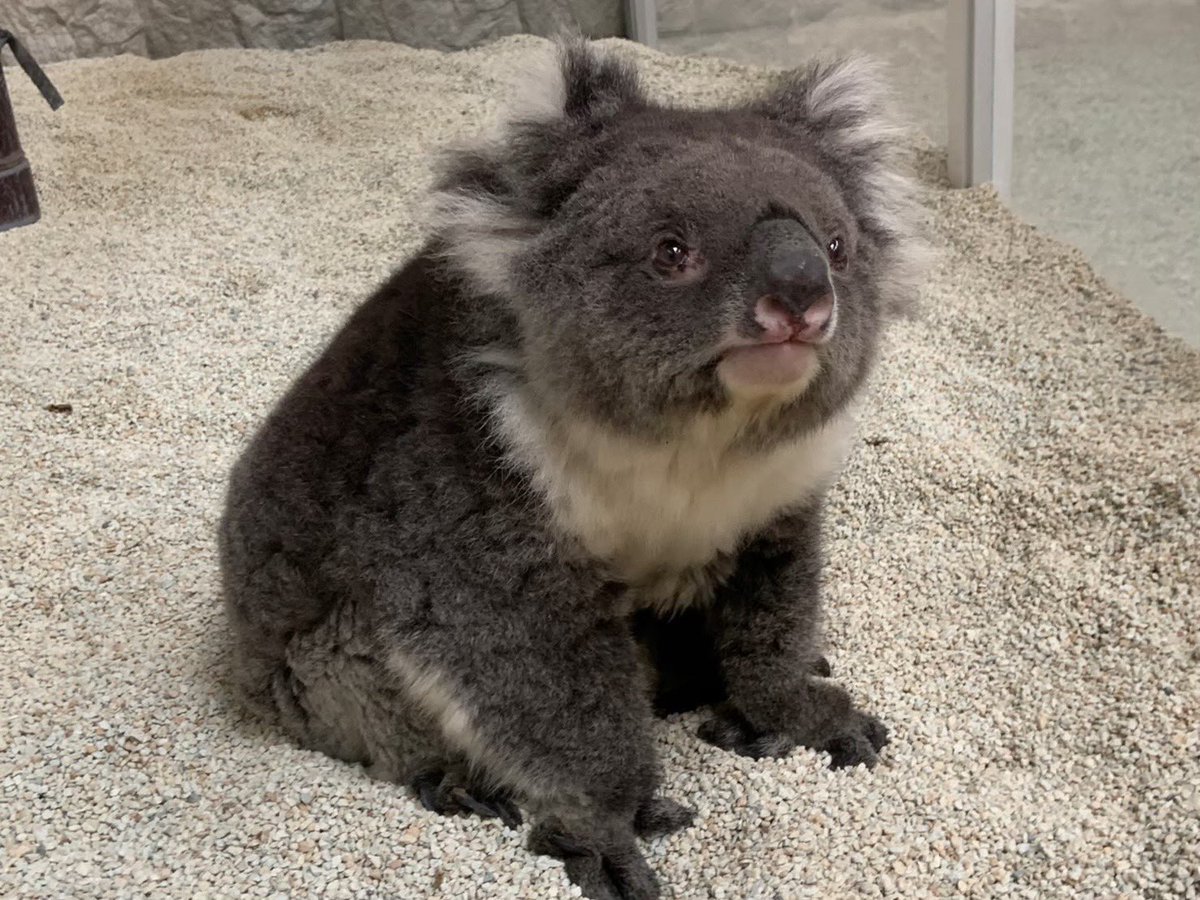 englandhill_zoo's tweet image. 世界最長寿記録を持つコアラのみどり(25歳9カ月)がこの世を去ってからもうすぐ3年になります
実は今年の命日11月23日(日)にはみどりに関するイベントを実施したいなと企んでいたりなんかしておりまして…@(・●・)@
詳細はまた後日お知らせいたします