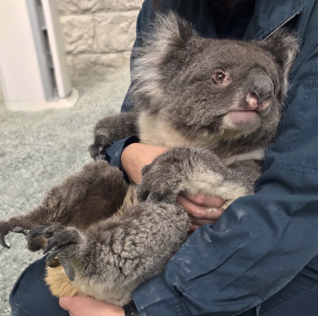 englandhill_zoo's tweet image. 世界最長寿記録を持つコアラのみどり(25歳9カ月)がこの世を去ってからもうすぐ3年になります
実は今年の命日11月23日(日)にはみどりに関するイベントを実施したいなと企んでいたりなんかしておりまして…@(・●・)@
詳細はまた後日お知らせいたします