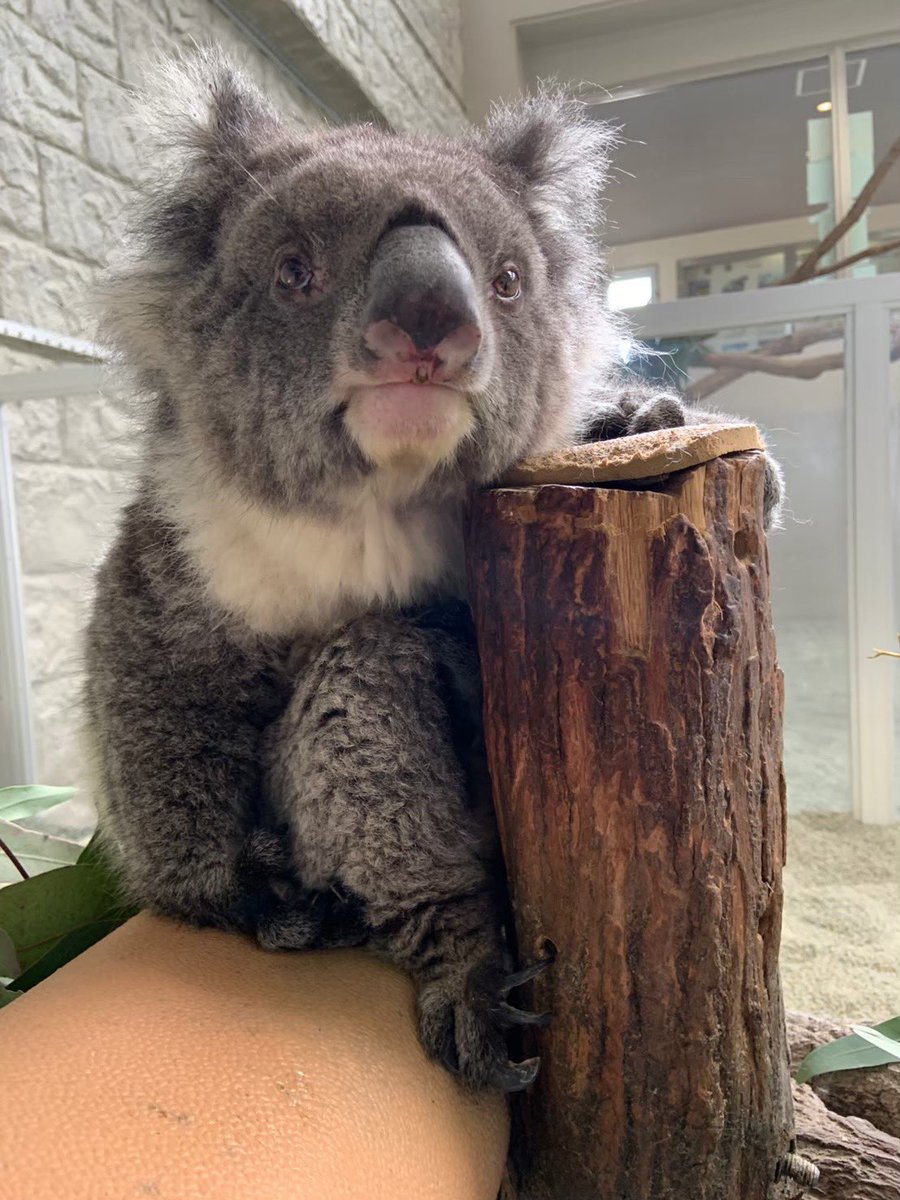 englandhill_zoo's tweet image. 世界最長寿記録を持つコアラのみどり(25歳9カ月)がこの世を去ってからもうすぐ3年になります
実は今年の命日11月23日(日)にはみどりに関するイベントを実施したいなと企んでいたりなんかしておりまして…@(・●・)@
詳細はまた後日お知らせいたします