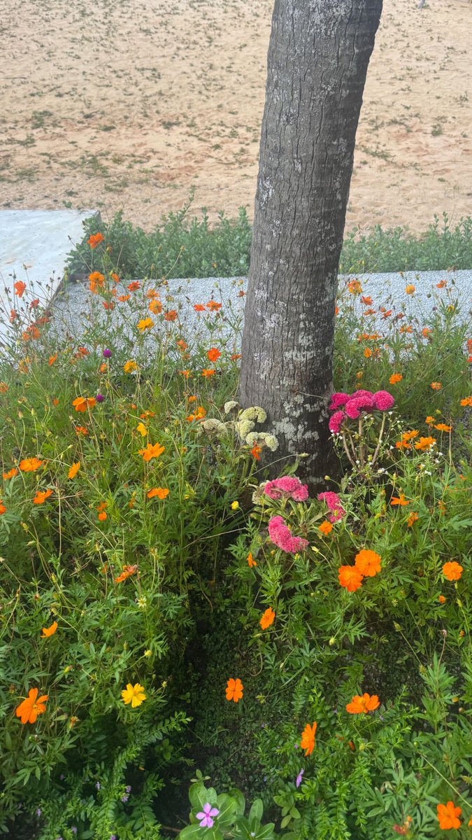 ʚ 𝑚𝑖𝑚 ɞ tweet media