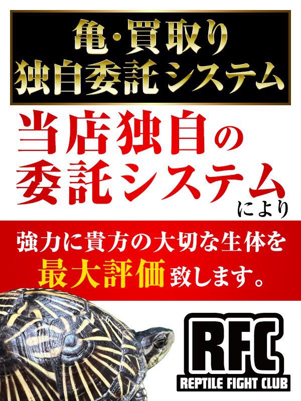 🔸亀買取り・独自委託💫
当店独自の委託システムにより、強力に貴方の大切な生体を最大評価致します。

◾︎当店で評価・内容を一度査定させて下さい。そして他会社様との相見積もりオススメ致します。
再度、当店にご連絡頂ければ、その後お客様とご協議上どの様にするかご提案致します。