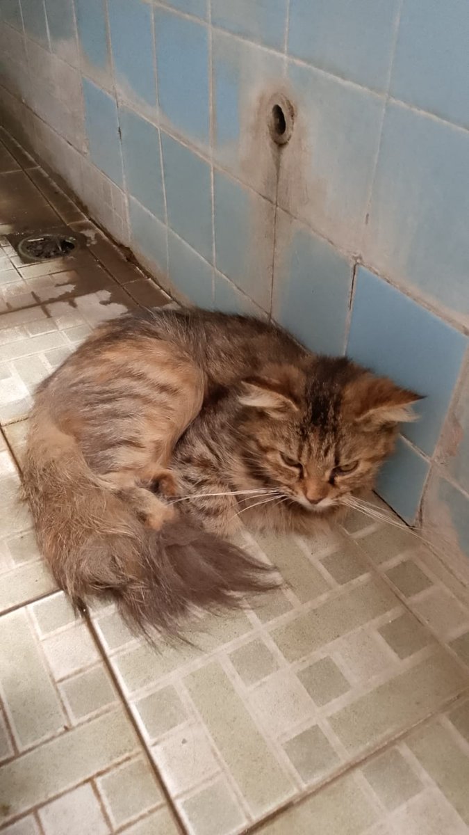 yoonjeeen's tweet photo. ‼️OPEN DONATION STRAY CAT‼️

(KINDLY HELP RT &amp; SHARE)

Halo semua! mereka adlh stray cat yg biasa aku kasih makan. bbrp hari yg lalu mereka msh mau makan tp kemarin tiba2 lemes dan dimulutnya banjir air liur yg feeling aku kena virus karna sakitnya tiba2. https://t.co/R4zGLx7ycZ