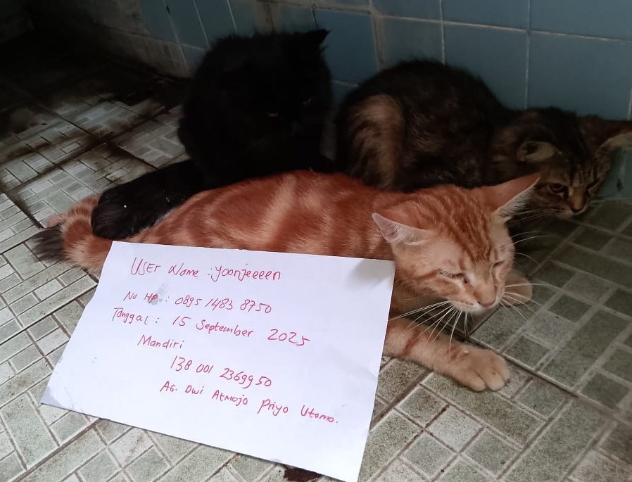 yoonjeeen's tweet photo. ‼️OPEN DONATION STRAY CAT‼️

(KINDLY HELP RT &amp; SHARE)

Halo semua! mereka adlh stray cat yg biasa aku kasih makan. bbrp hari yg lalu mereka msh mau makan tp kemarin tiba2 lemes dan dimulutnya banjir air liur yg feeling aku kena virus karna sakitnya tiba2. https://t.co/R4zGLx7ycZ