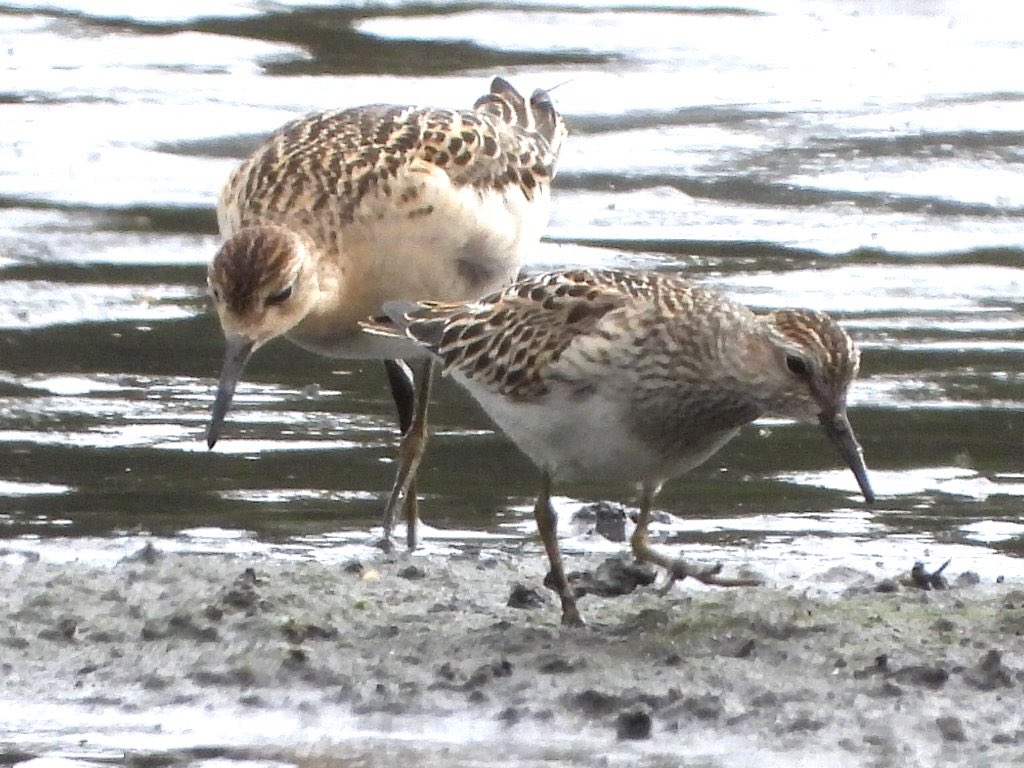 andysims4049's tweet image. Patch gold. Found a Pectoral Sandpiper at the mere this morning. 1st American wader for patch. All the hours have paid off. #PWC 2025 117/134 10km radius 130/158. @Lincsbirding @PatchBirding @lincsbirders @BTO_Lincs @LincsWildlife @LincsNaturalist