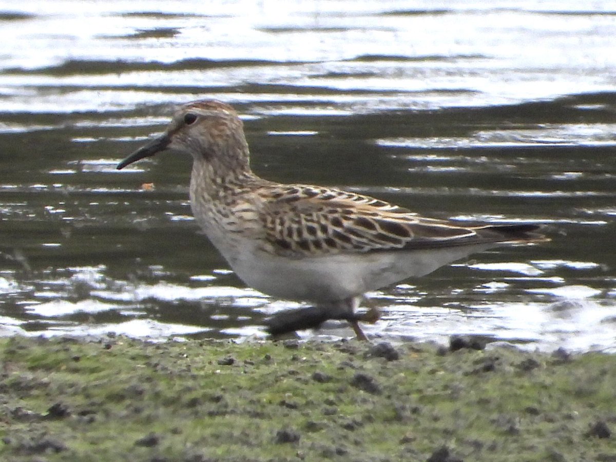 andysims4049's tweet image. Patch gold. Found a Pectoral Sandpiper at the mere this morning. 1st American wader for patch. All the hours have paid off. #PWC 2025 117/134 10km radius 130/158. @Lincsbirding @PatchBirding @lincsbirders @BTO_Lincs @LincsWildlife @LincsNaturalist