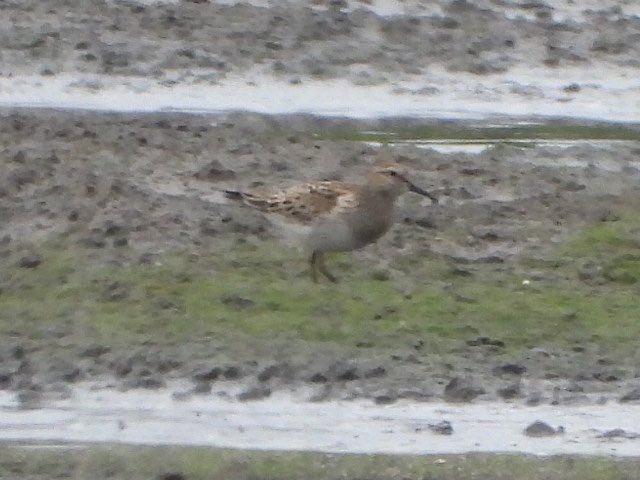 andysims4049's tweet image. Patch gold. Found a Pectoral Sandpiper at the mere this morning. 1st American wader for patch. All the hours have paid off. #PWC 2025 117/134 10km radius 130/158. @Lincsbirding @PatchBirding @lincsbirders @BTO_Lincs @LincsWildlife @LincsNaturalist
