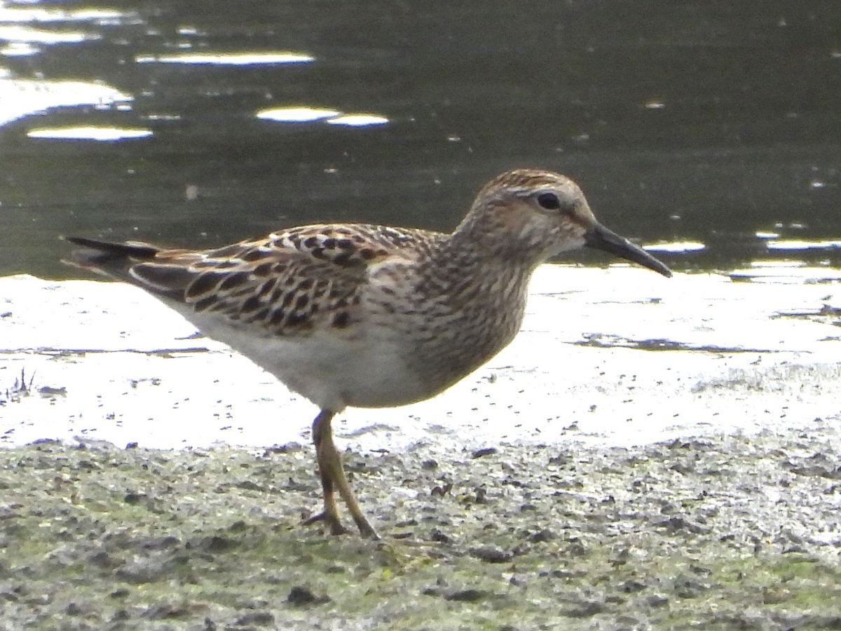 andysims4049's tweet image. Patch gold. Found a Pectoral Sandpiper at the mere this morning. 1st American wader for patch. All the hours have paid off. #PWC 2025 117/134 10km radius 130/158. @Lincsbirding @PatchBirding @lincsbirders @BTO_Lincs @LincsWildlife @LincsNaturalist