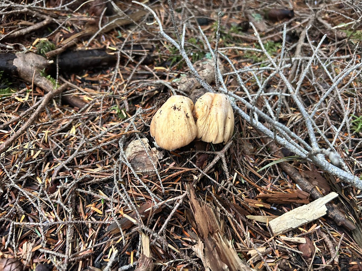 キノコ全然ありましぇん😭