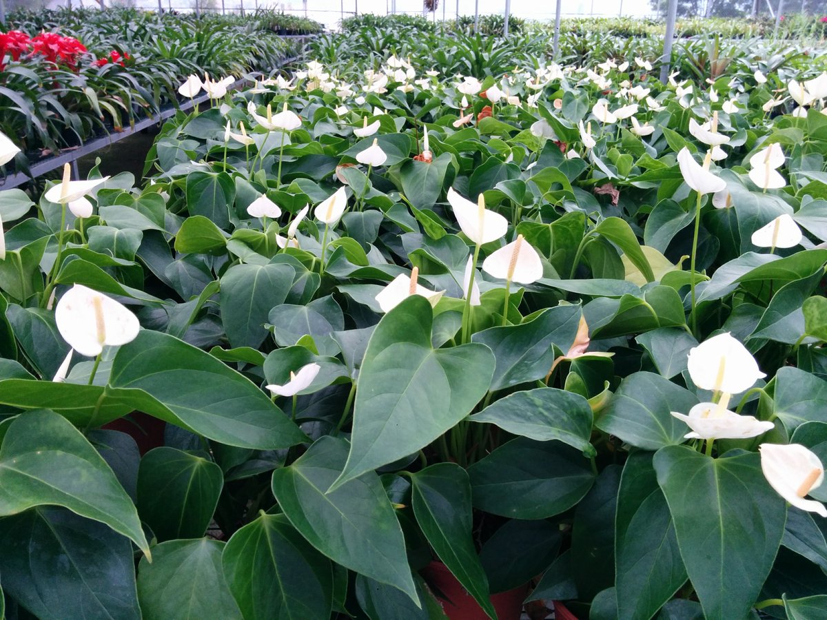 Jean-François Obregon tweet media