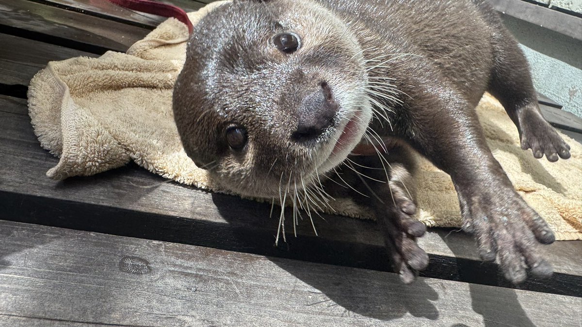 かわうそさん かぷふれ！ すくっとたっちさん かわうそさん？たっち [4.ほわい