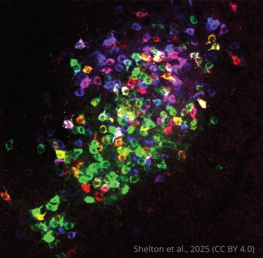 eLife - the journal tweet media