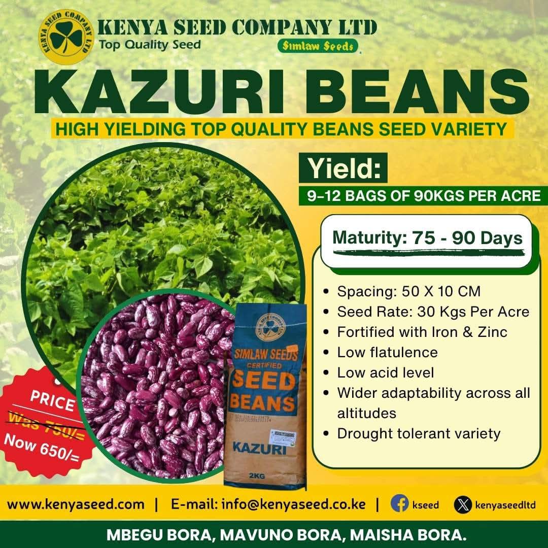 𝑯𝒊𝒈𝒉𝒆𝒓 𝒒𝒖𝒂𝒍𝒊𝒕𝒚 𝒂𝒕 𝒍𝒐𝒘𝒆𝒓 𝒑𝒓𝒊𝒄𝒆𝒔. 𝑺𝒉𝒐𝒑 𝒕𝒐𝒅𝒂𝒚!
 
Elevate your farming potential with Kazuri Beans ~ available now for only Ksh 650.

#beans #topqualityseeds #BETAKILIMO