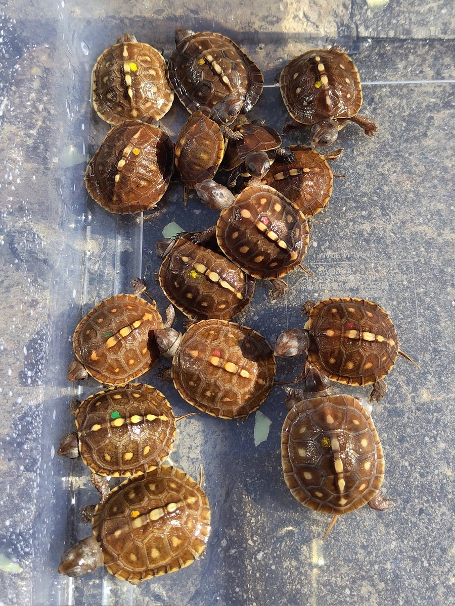 34_wgnc's tweet image. 2025CB順調に餌付いてます。
3枚目は今日から餌付けスタートです。　(^⁠_⁠^)
#トウブハコガメ 
#Easternboxturtle 
#Terrapenecarolinacarolina 
#burikura