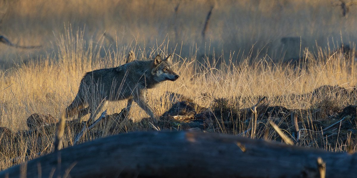 Nederland telt twee nieuwe wolvenleefgebieden en minimaal 45 wolvenwelpen. Dat en meer lees je in de nieuwe voortgangsrapportage over #wolven van BIJ12 👉 publicaties.bij12.nl/voortgangsrapp…