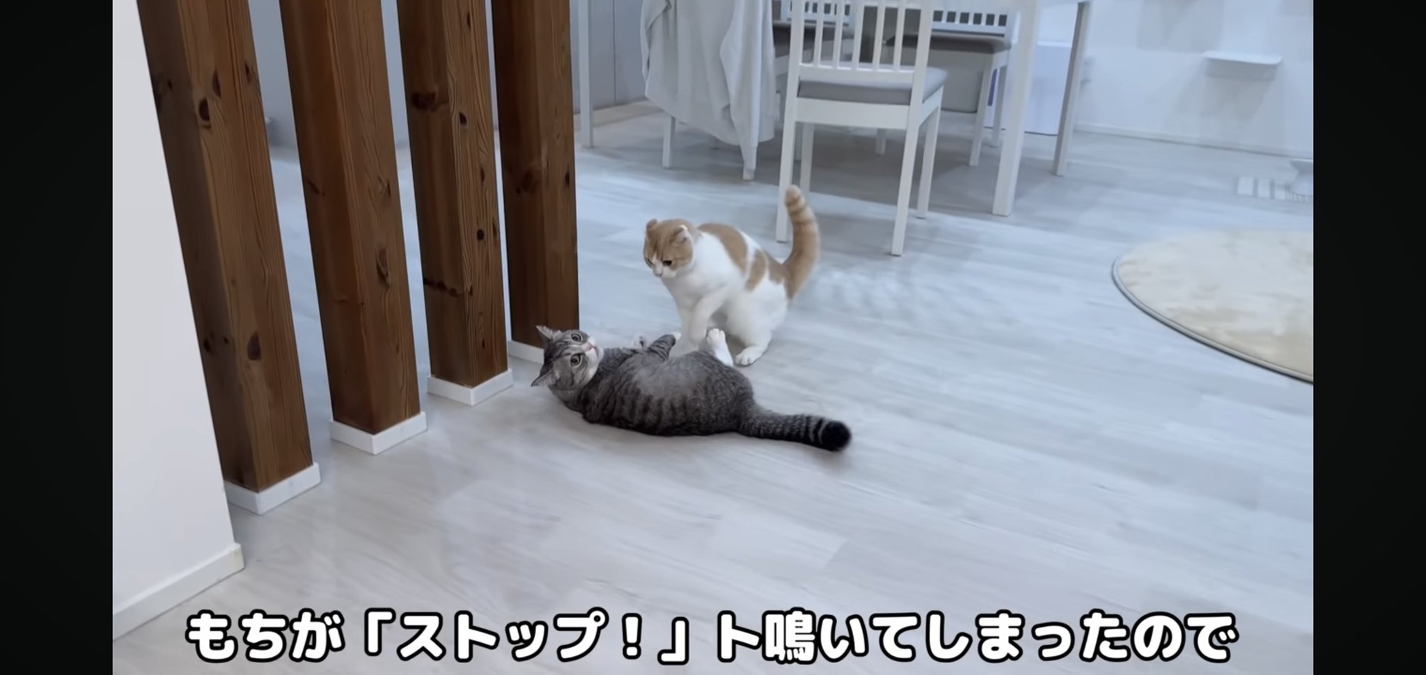 もち様 フォウ (@EMs5B5rXk3nxWbS) / X