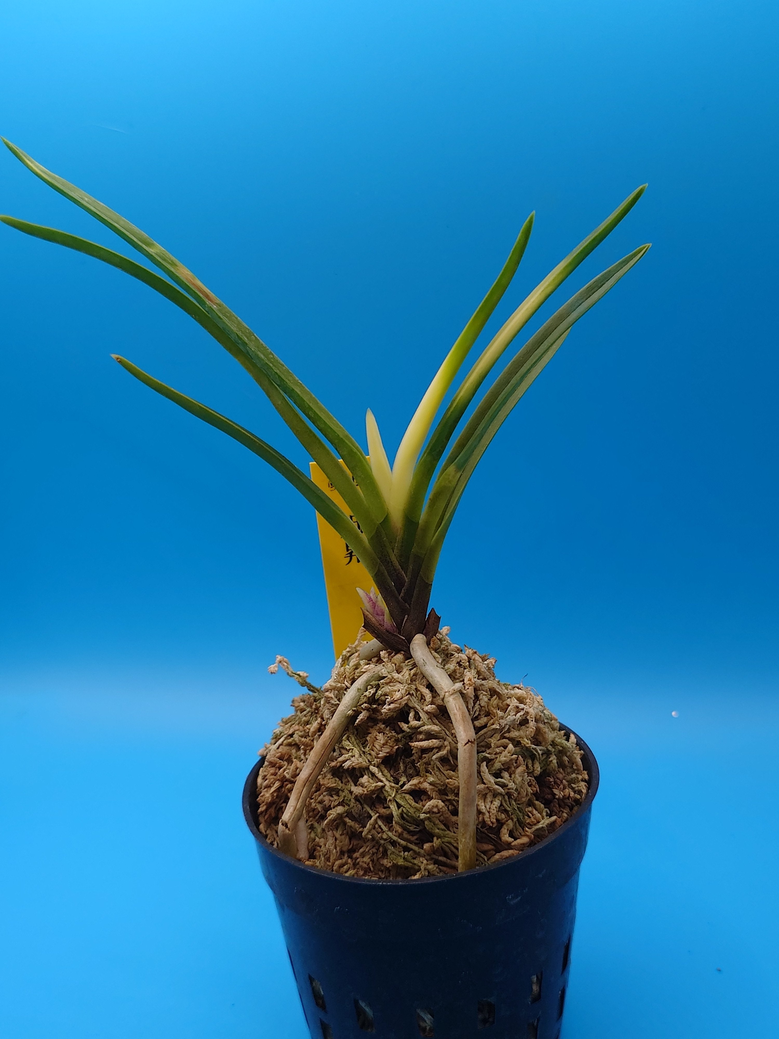 旧蔵時代物文房具　龍・鳳　万年の歳月が育んだ 魂の結晶高古玉天然玉石レア本物保証 豊明園 / 4782,鳳 万年青楽鉢錦鉢 外形約13.8cm 亘 新鉢