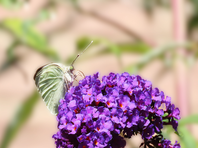 „Die tiefste Ebene der Kommunikation 
ist nicht Kommunikation, 
sondern Gemeinschaft. 
Sie ist wortlos.“ 

Thomas Merton