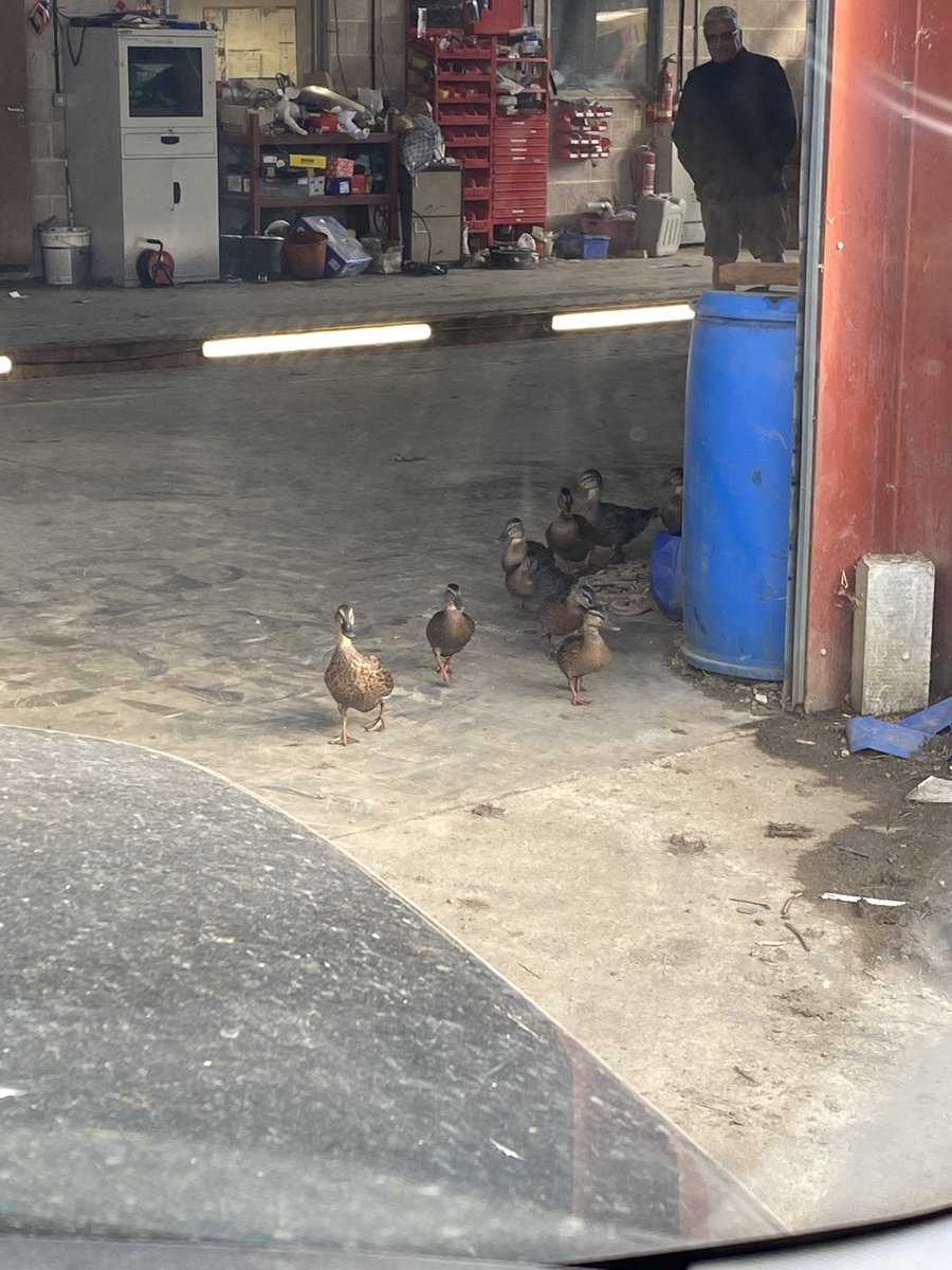 Hi, Ho , Hi , Ho it’s off to work we go !!! 
New type labour …..Duck with her 8 youngsters just fitted 4 new tyres to fastrac !! #sendhimthebill  😂😂😂🦆🦆🦆🦆🦆